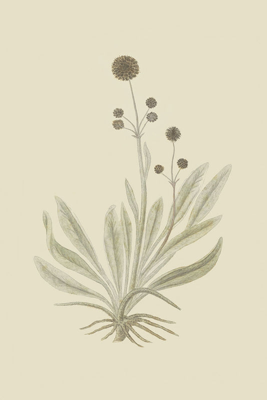 Cactus Flower III