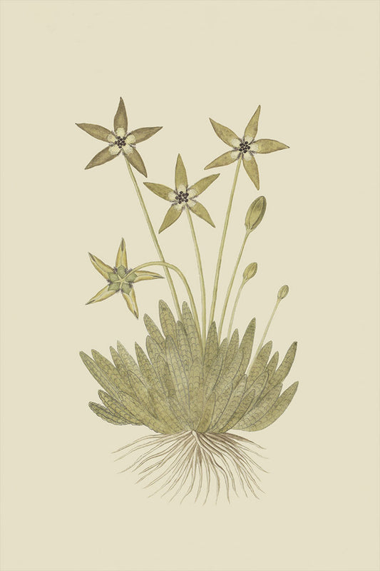 Cactus Flower II