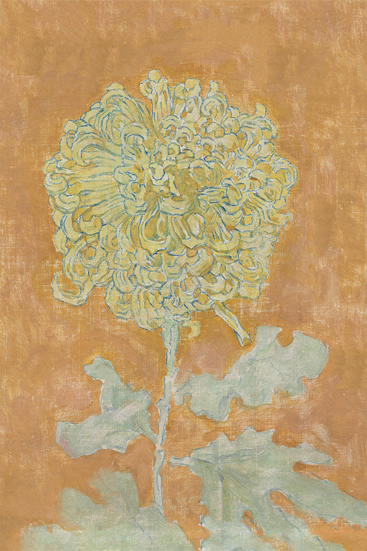 Chrysanthemum