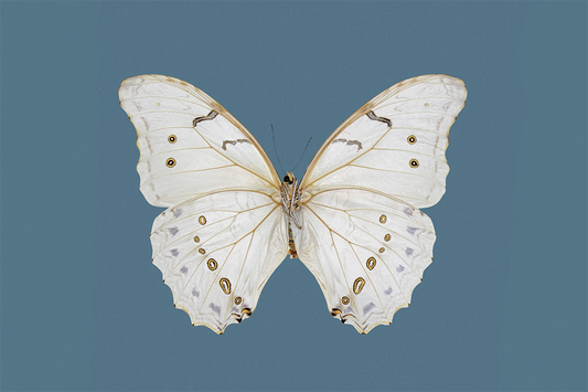 Mariposa