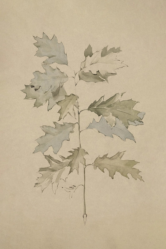 Oak Leaves