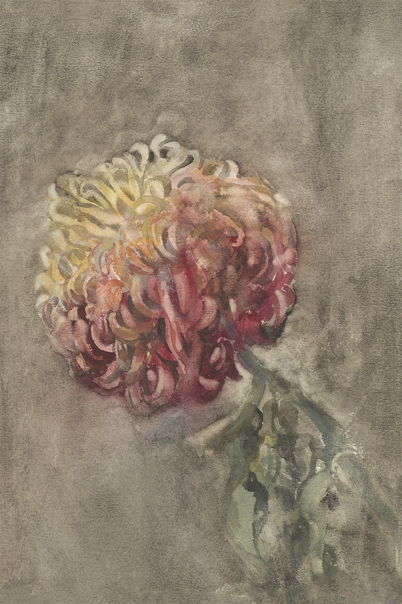 Red Chrysanthemum