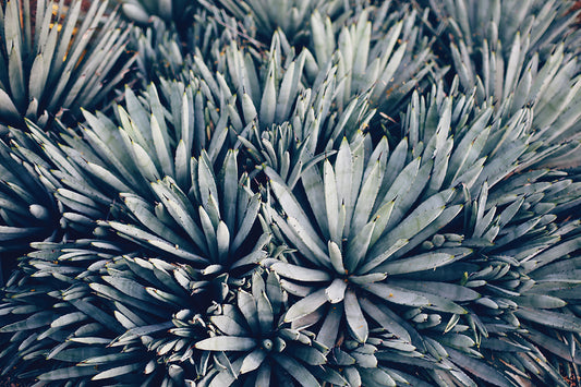 Blue Agave