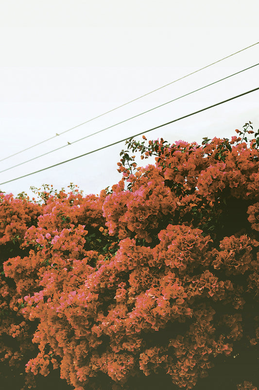 Bougainvillea
