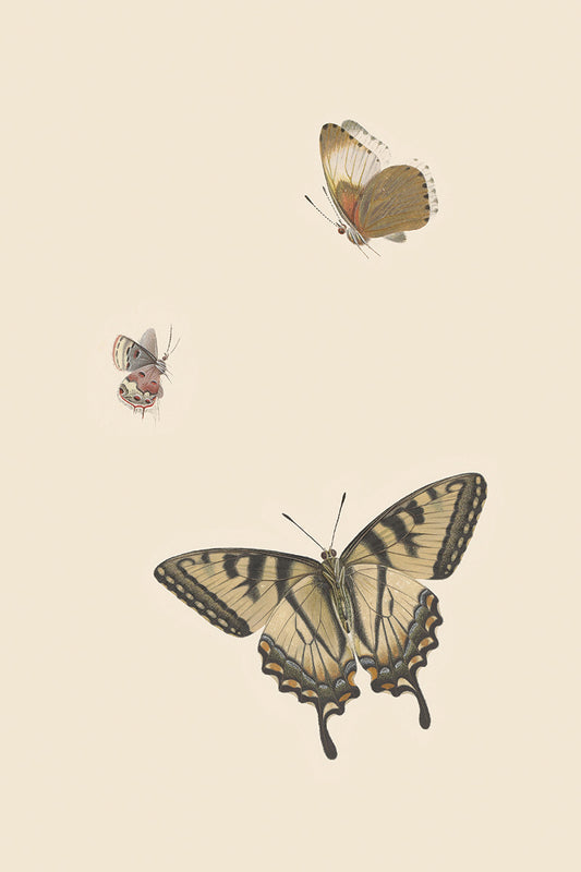 Butterflies III