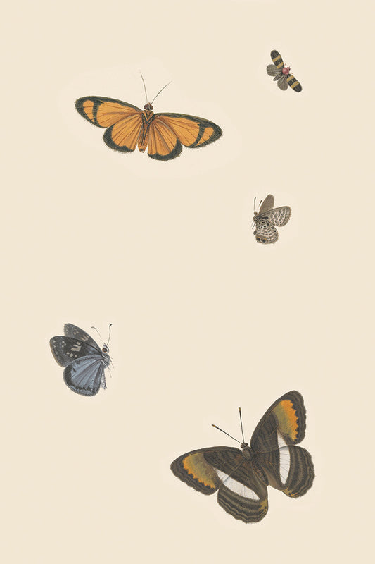 Butterflies II