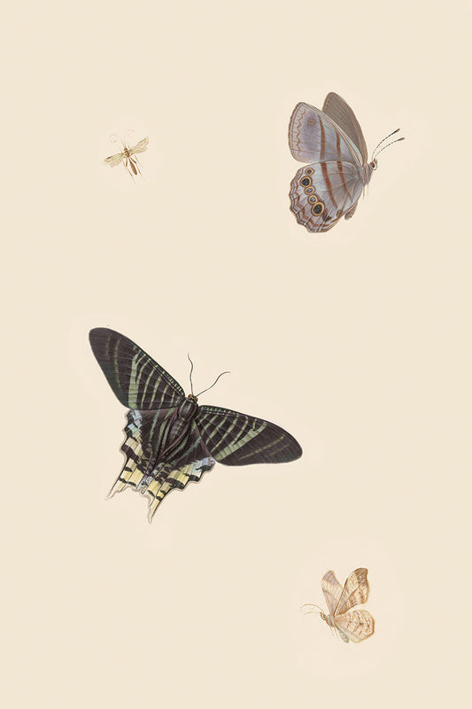 Butterflies I