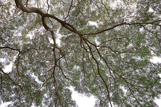 Canopy