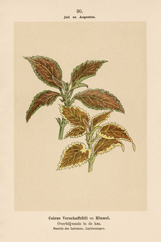 Dutch Botanicals III