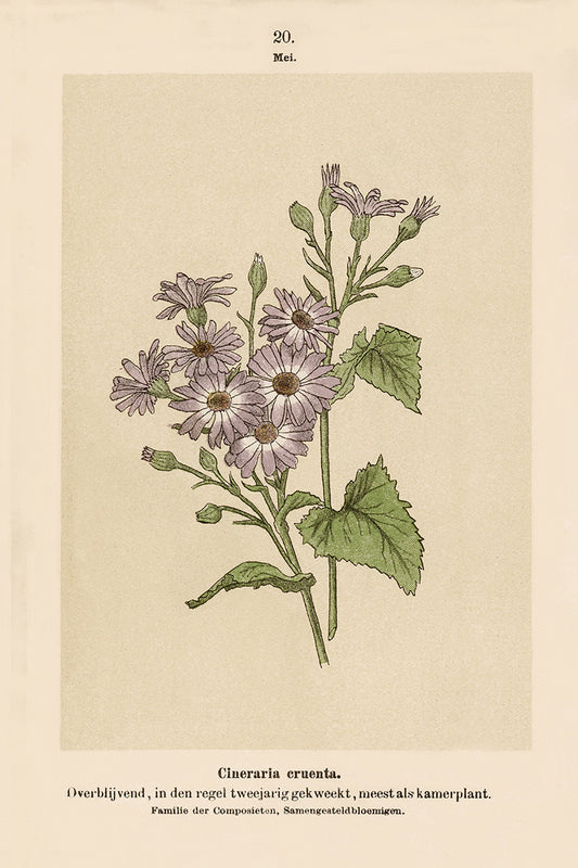Dutch Botanicals IV