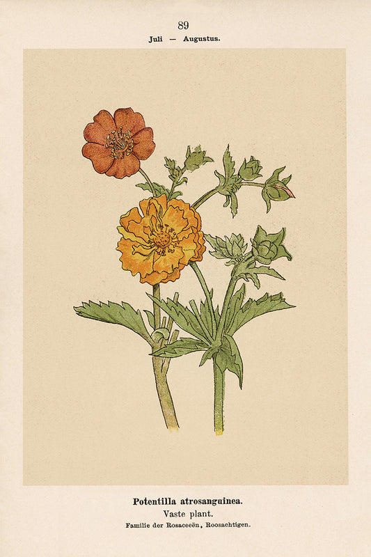 Dutch Botanicals I