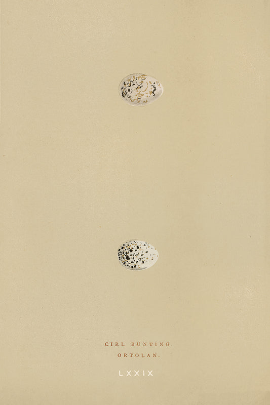 Eggs II