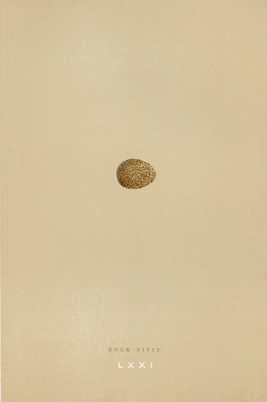 Eggs I