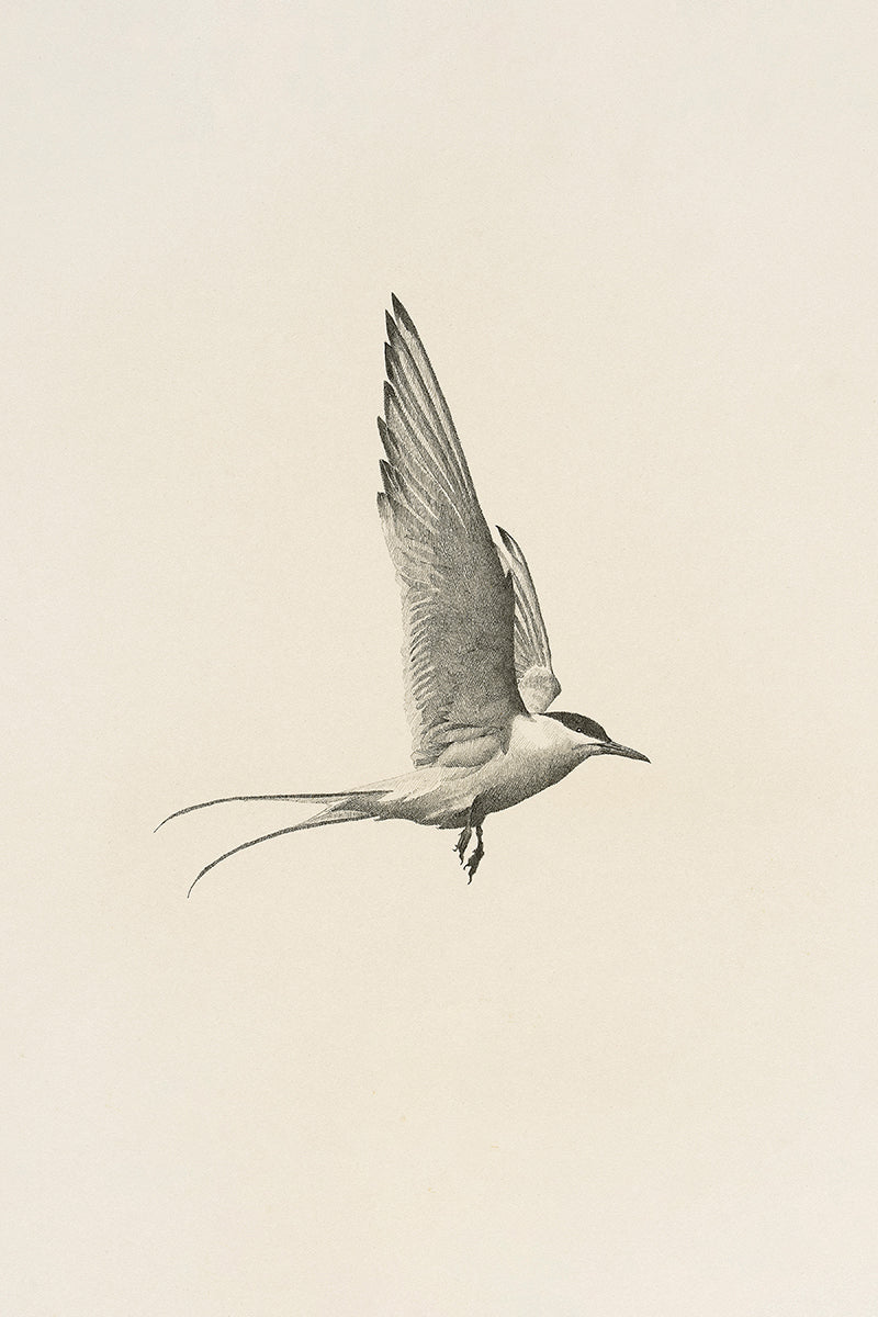FLIGHT Large Wall Art | Vintage Bird Print Juniper Print Shop