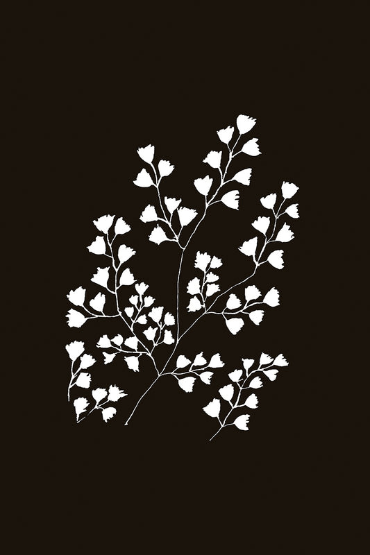 Fern