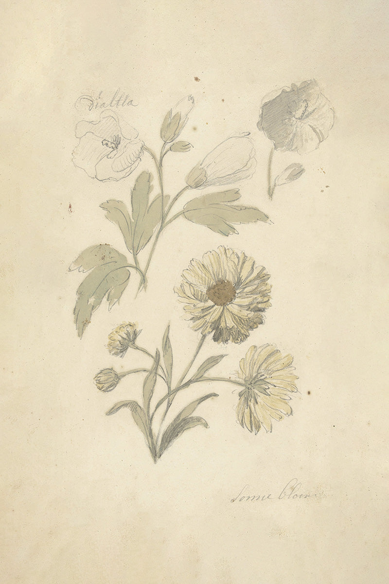 Floral Sketch II – Juniper Print Shop