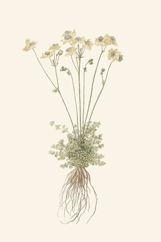 Honeysuckle II
