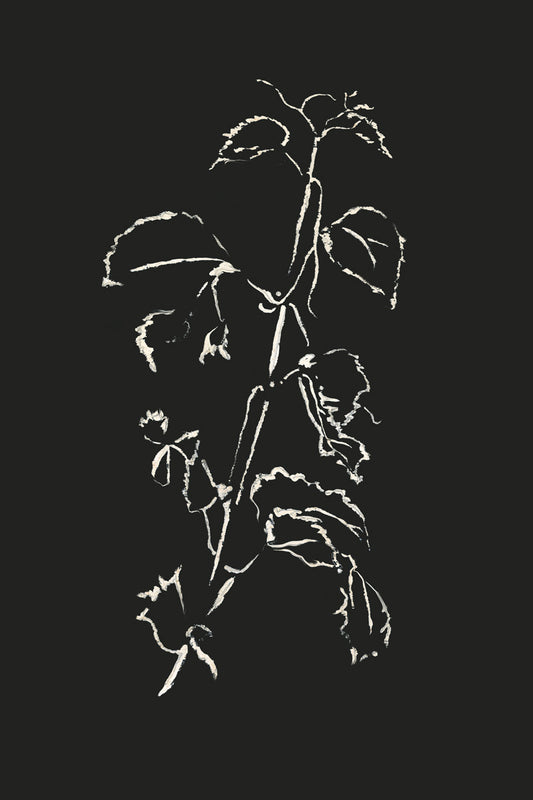 Ivy