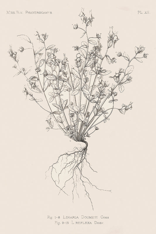 Roots I