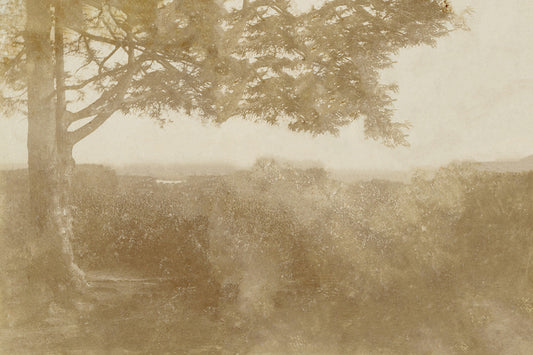 Sepia Trees I