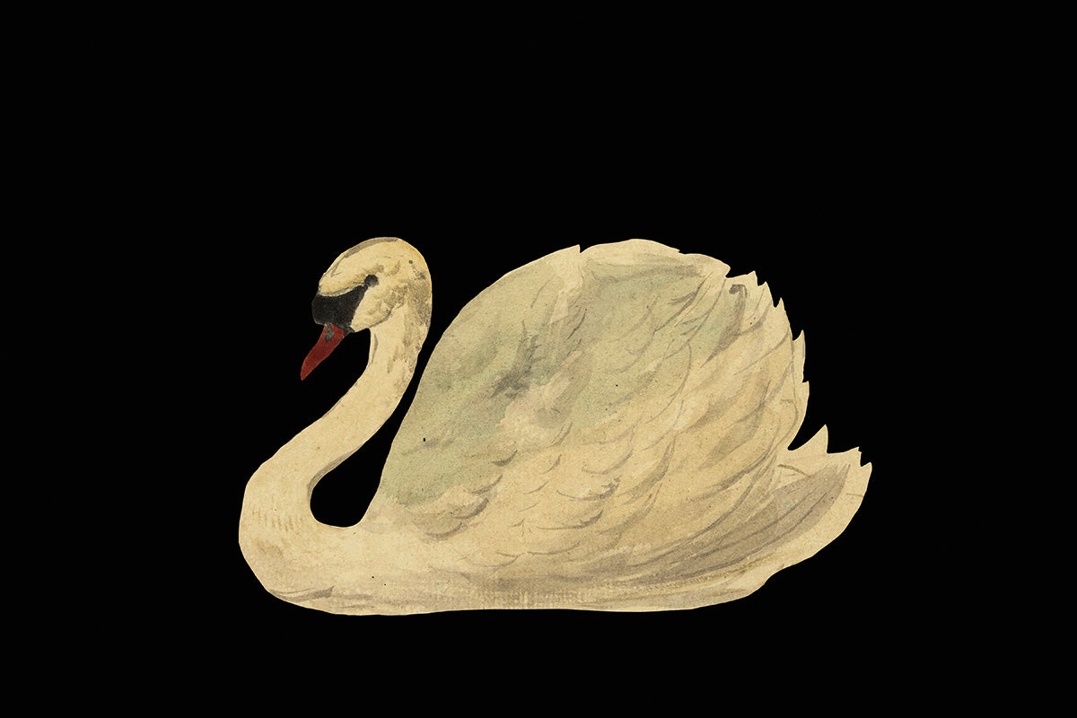 Wall Art Print, The Swan
