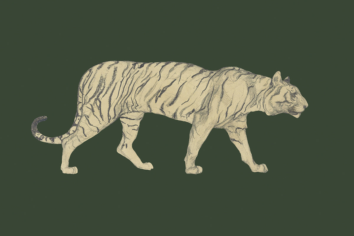 tiger side view drawing