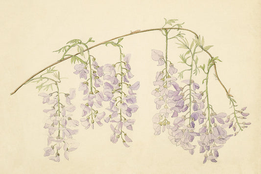 Wisteria