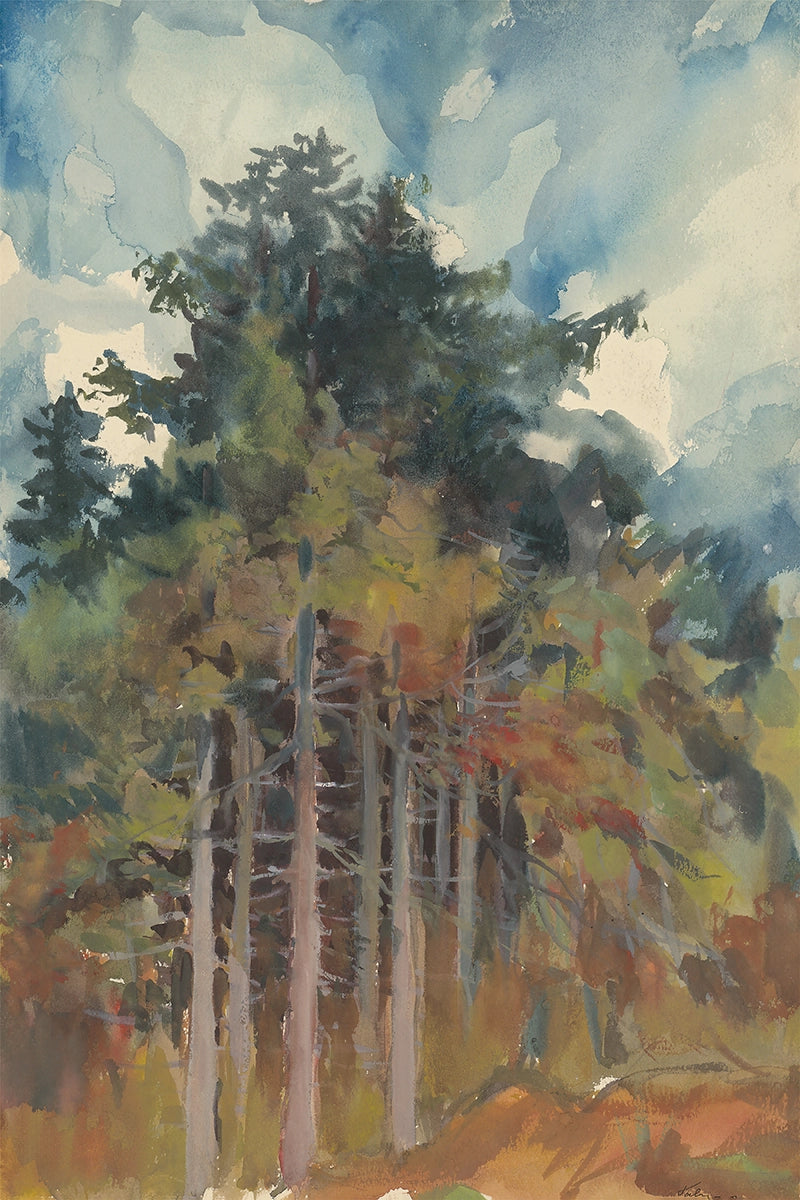 Autumn Forest