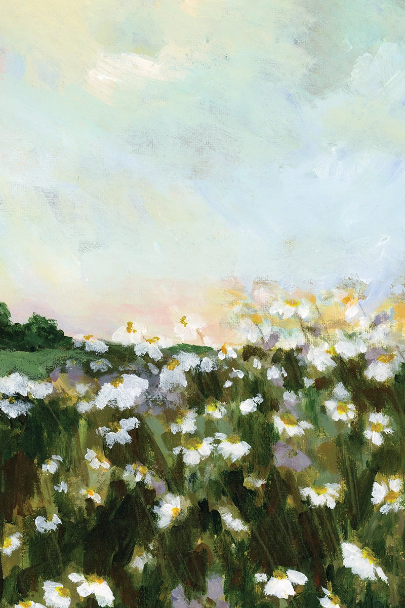 Field of Daisies