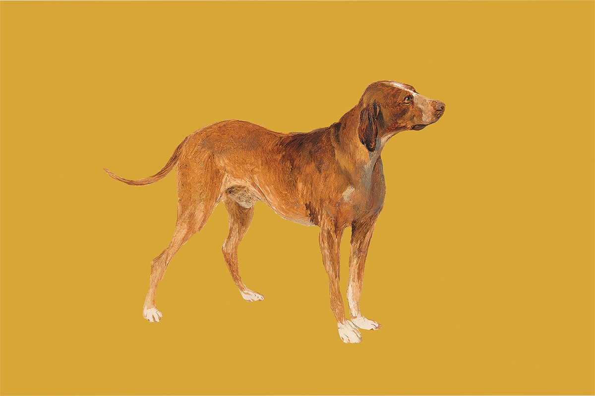 Hound Dog