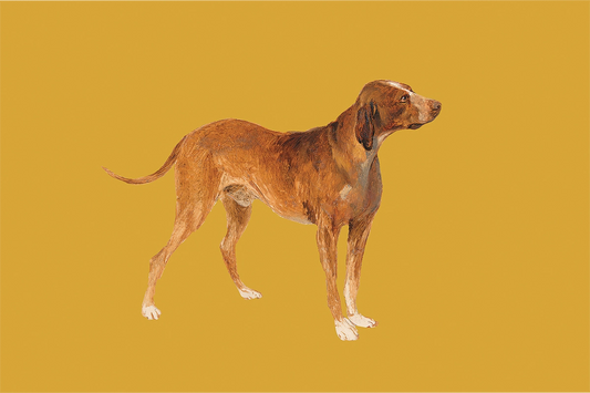 Hound Dog