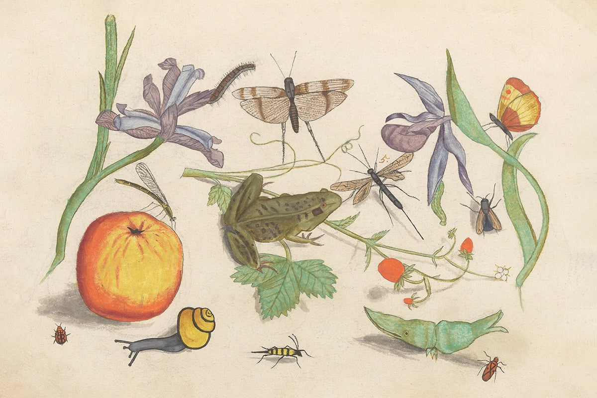 Insect Study – Juniper Print Shop