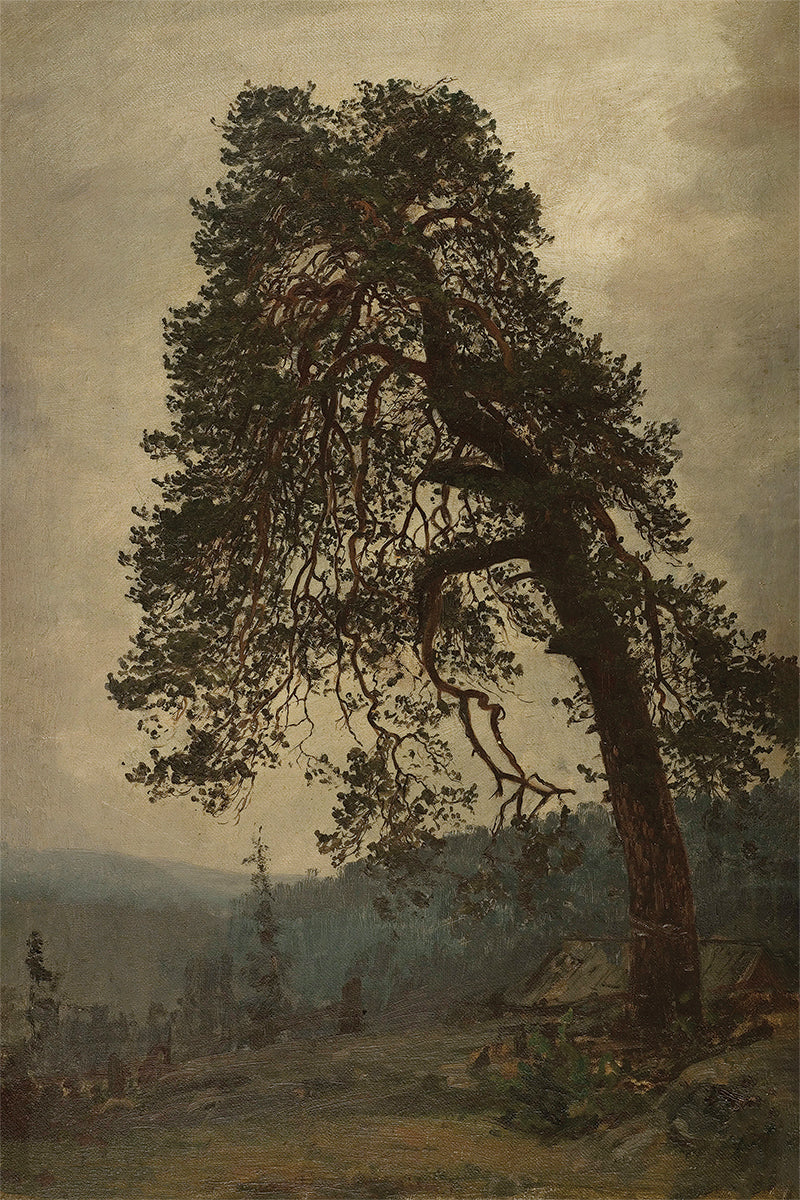 Old Pine