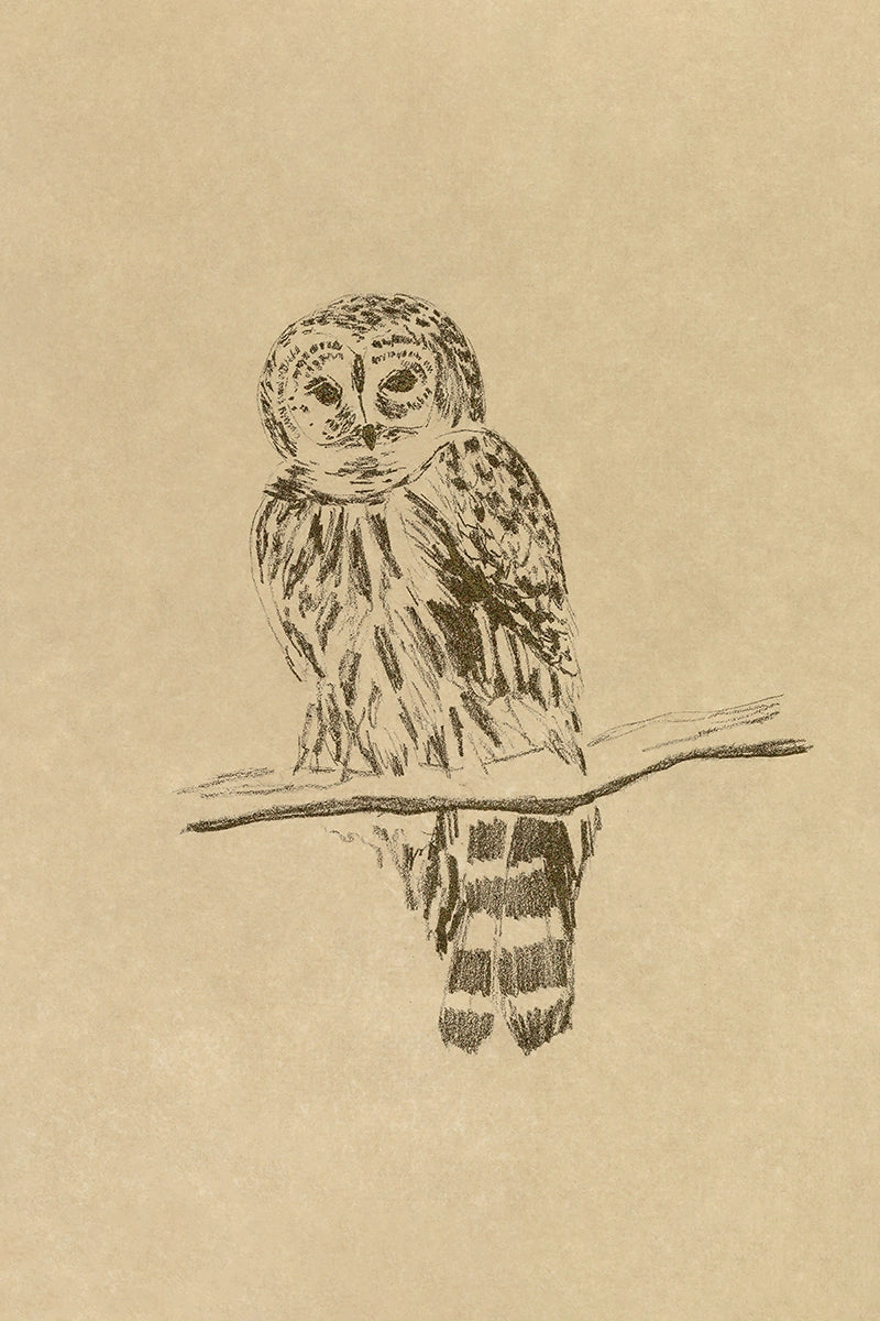 Owl