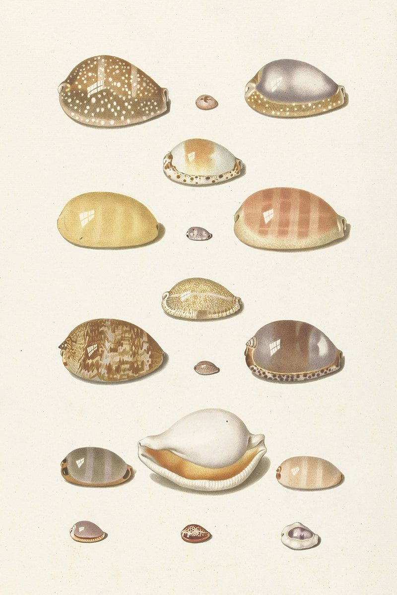 Shells I