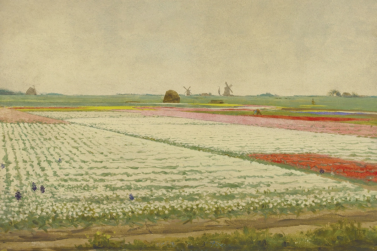 Tulip Fields