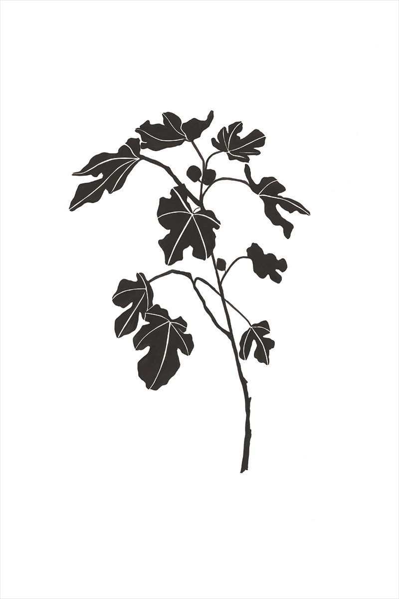 Fig Leaves II