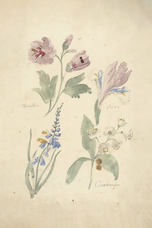 Floral Sketch III