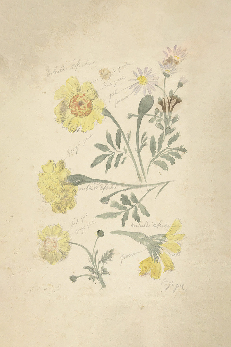 Floral Sketch IV