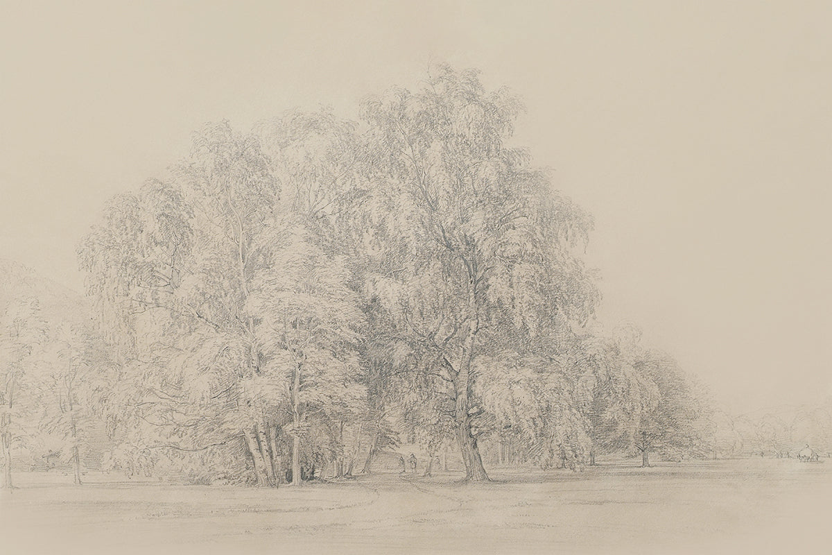 Sycamores Juniper Print Shop Sycamores juniper print shop
